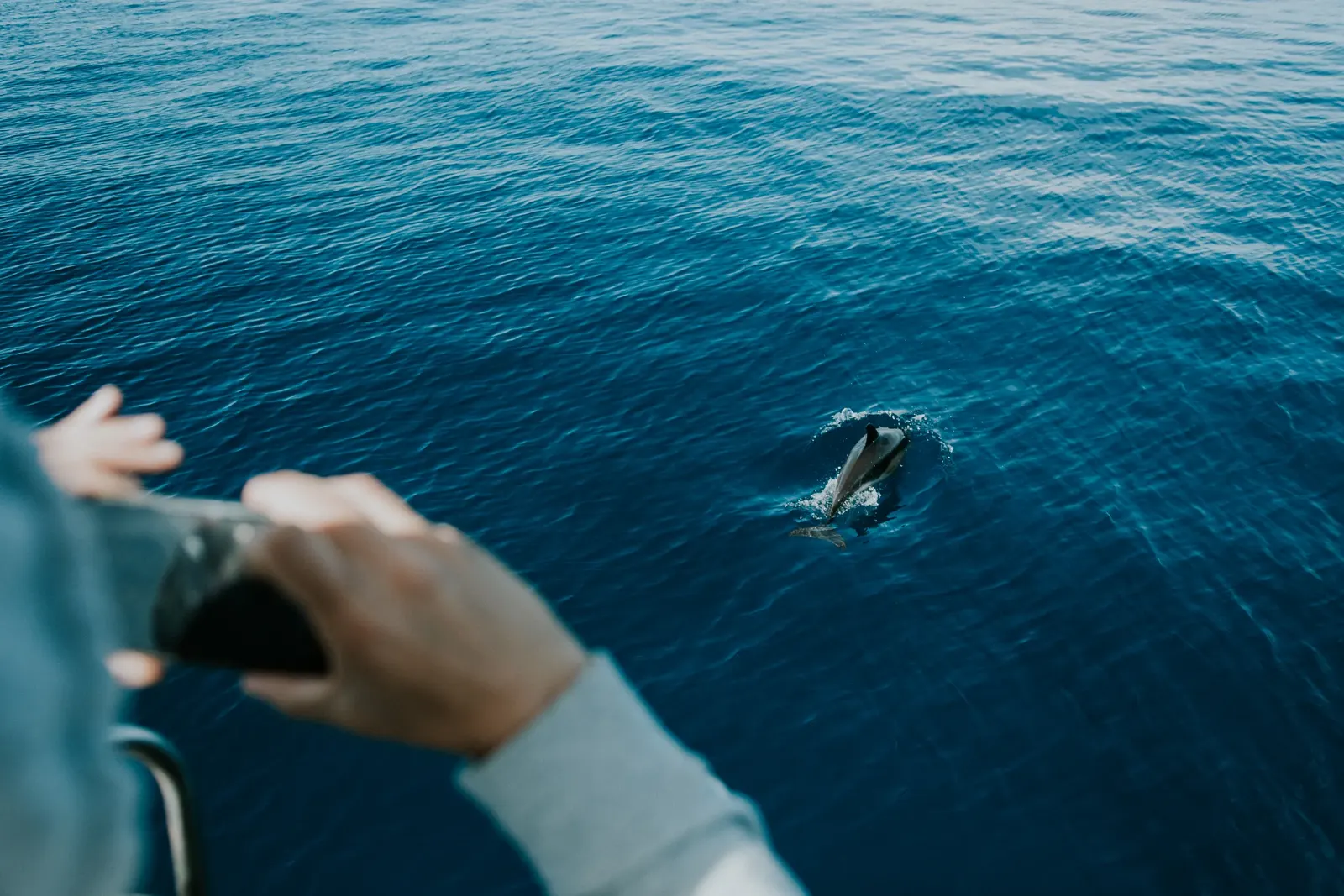 How intelligent dolphins are?