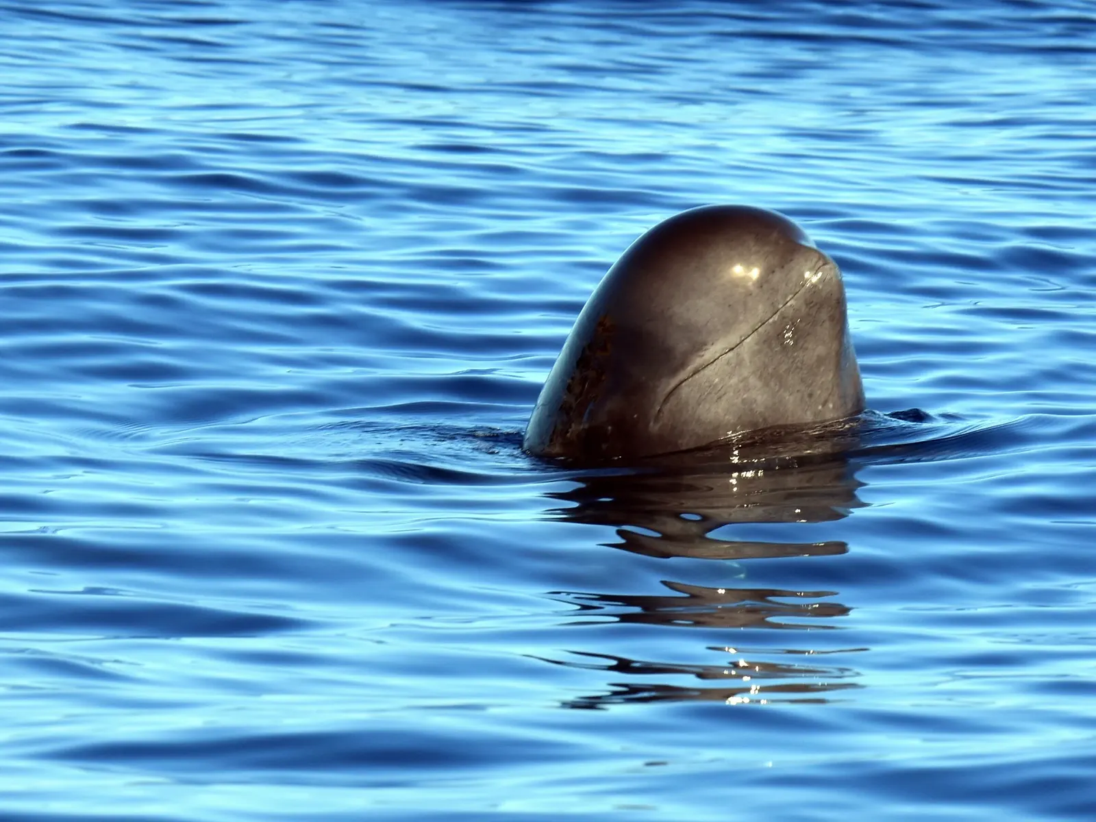 Guía Esencial para Vivir un Avistamiento de Ballenas Inolvidable