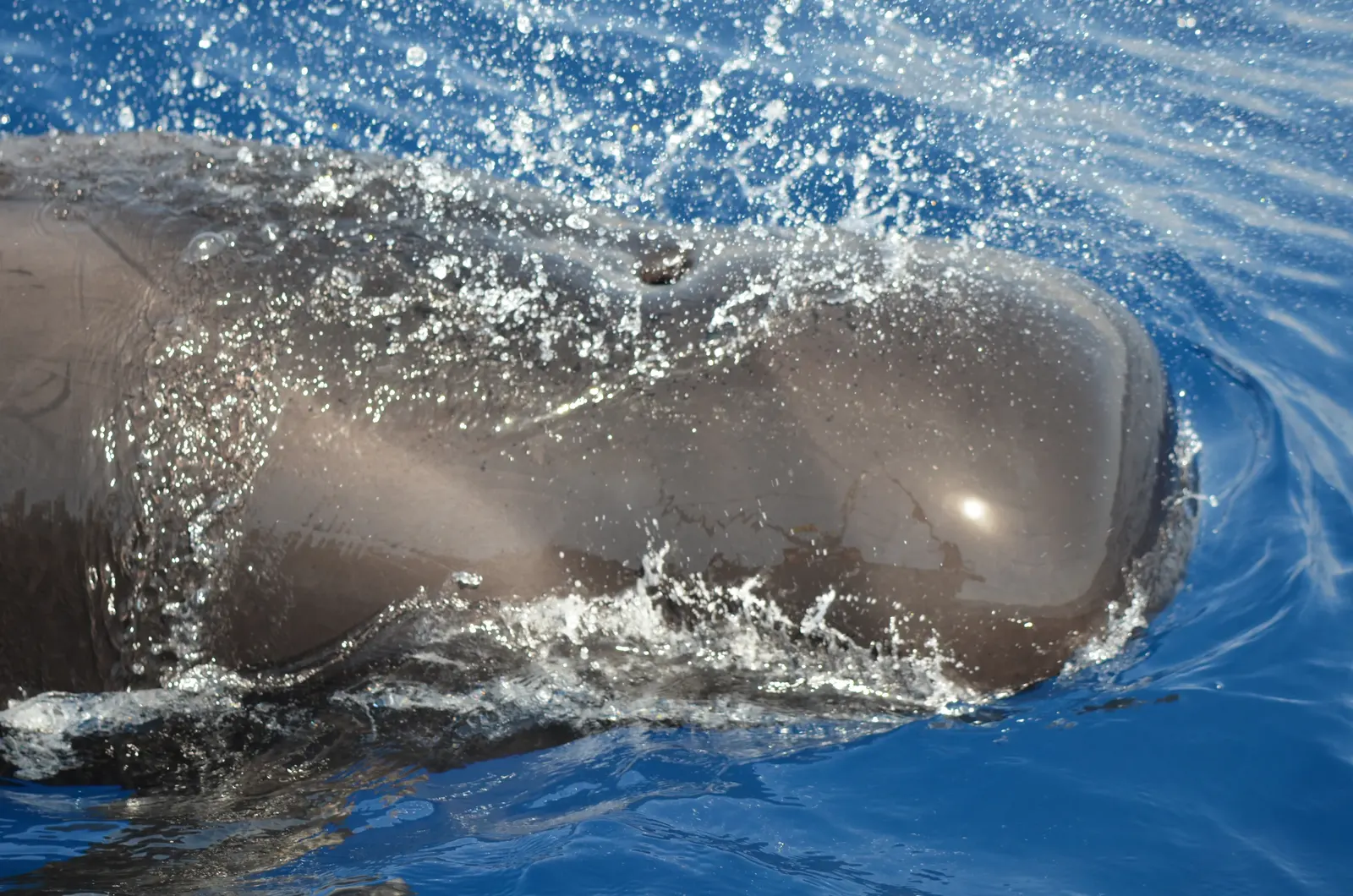 Combien de temps les baleines peuvent-elles vivre?