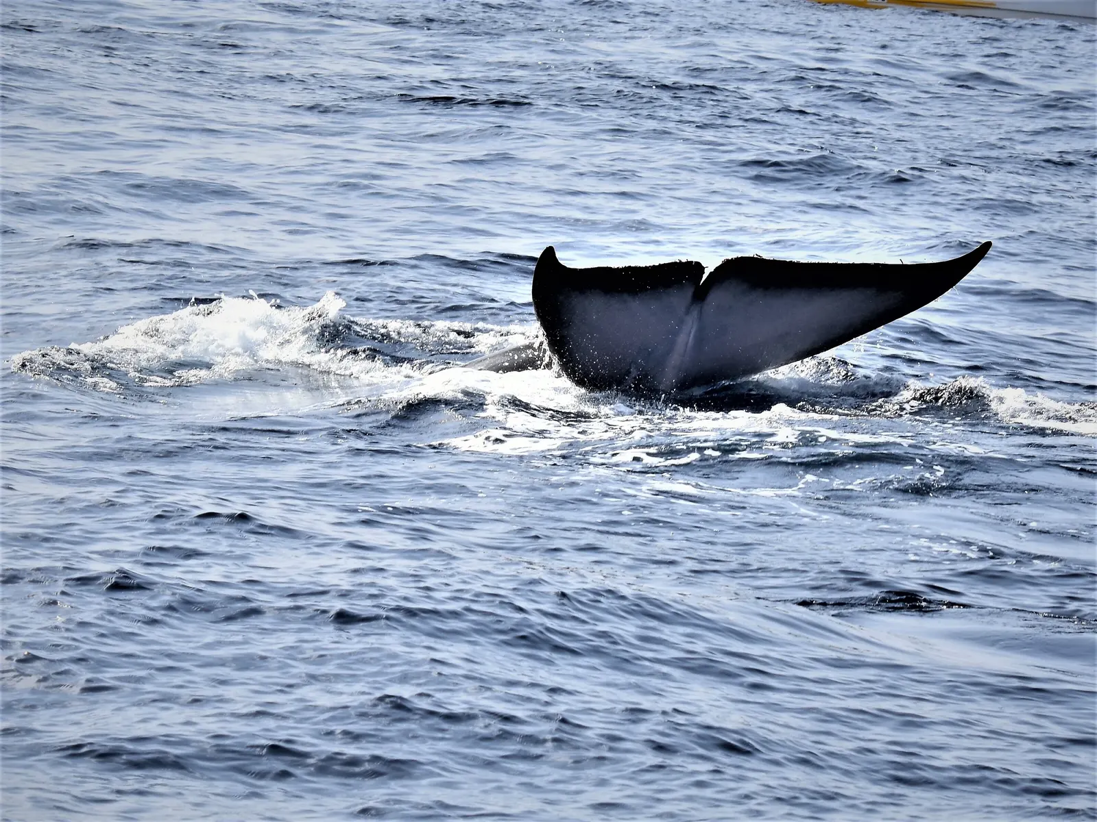 Cómo Elegir la Excursión Perfecta de Avistamiento de Ballenas