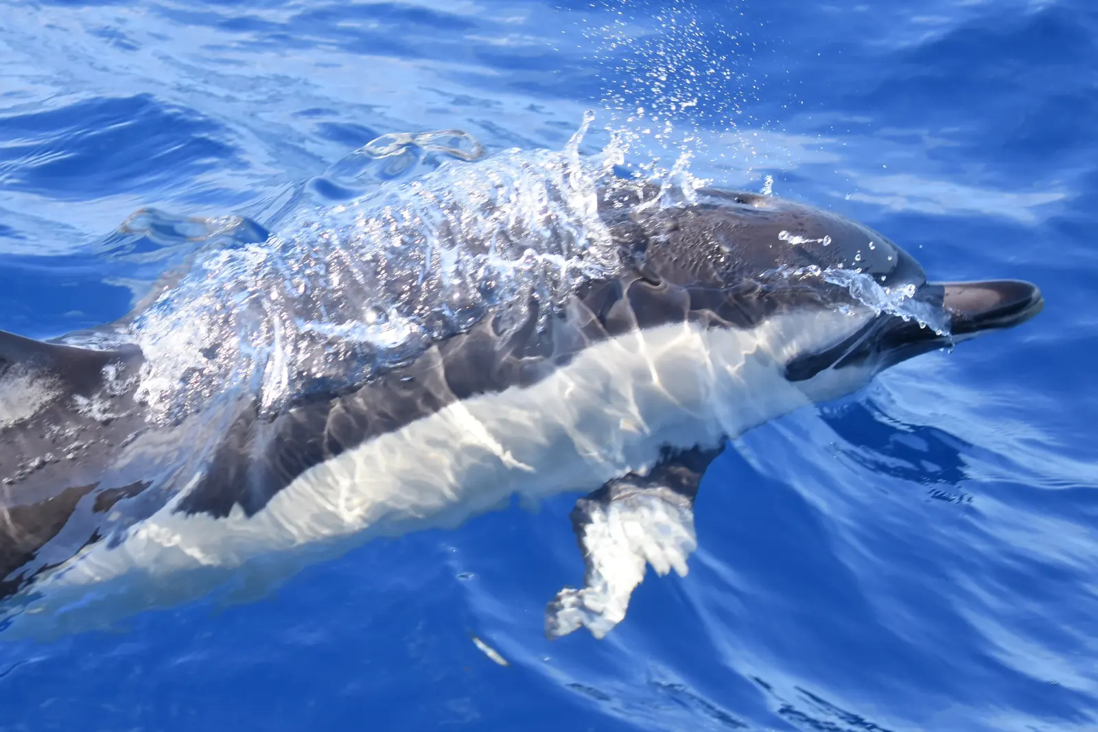 Fauna de las Islas Canarias