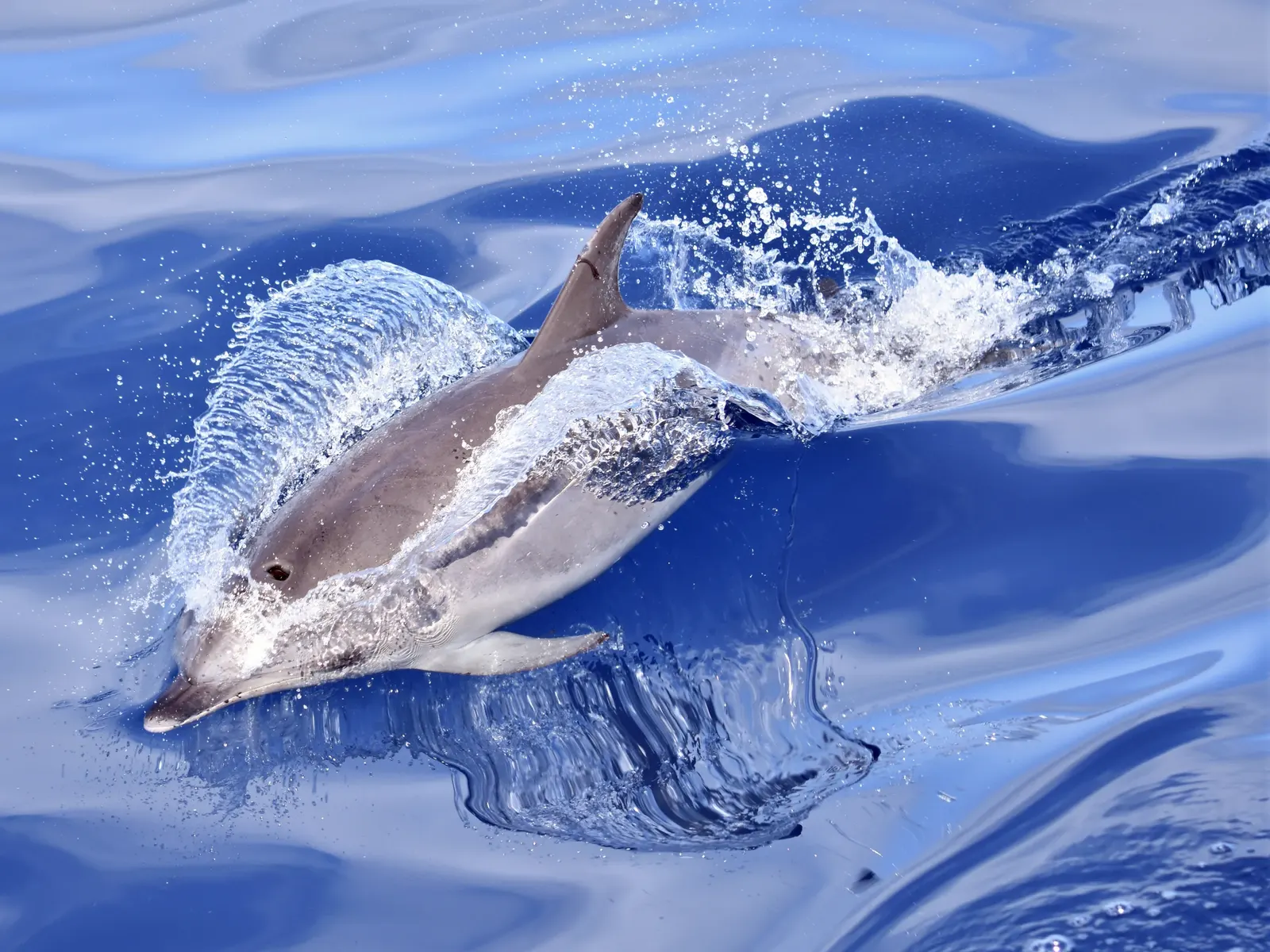 Nadar con delfines en Tenerife, una actividad prohibida
