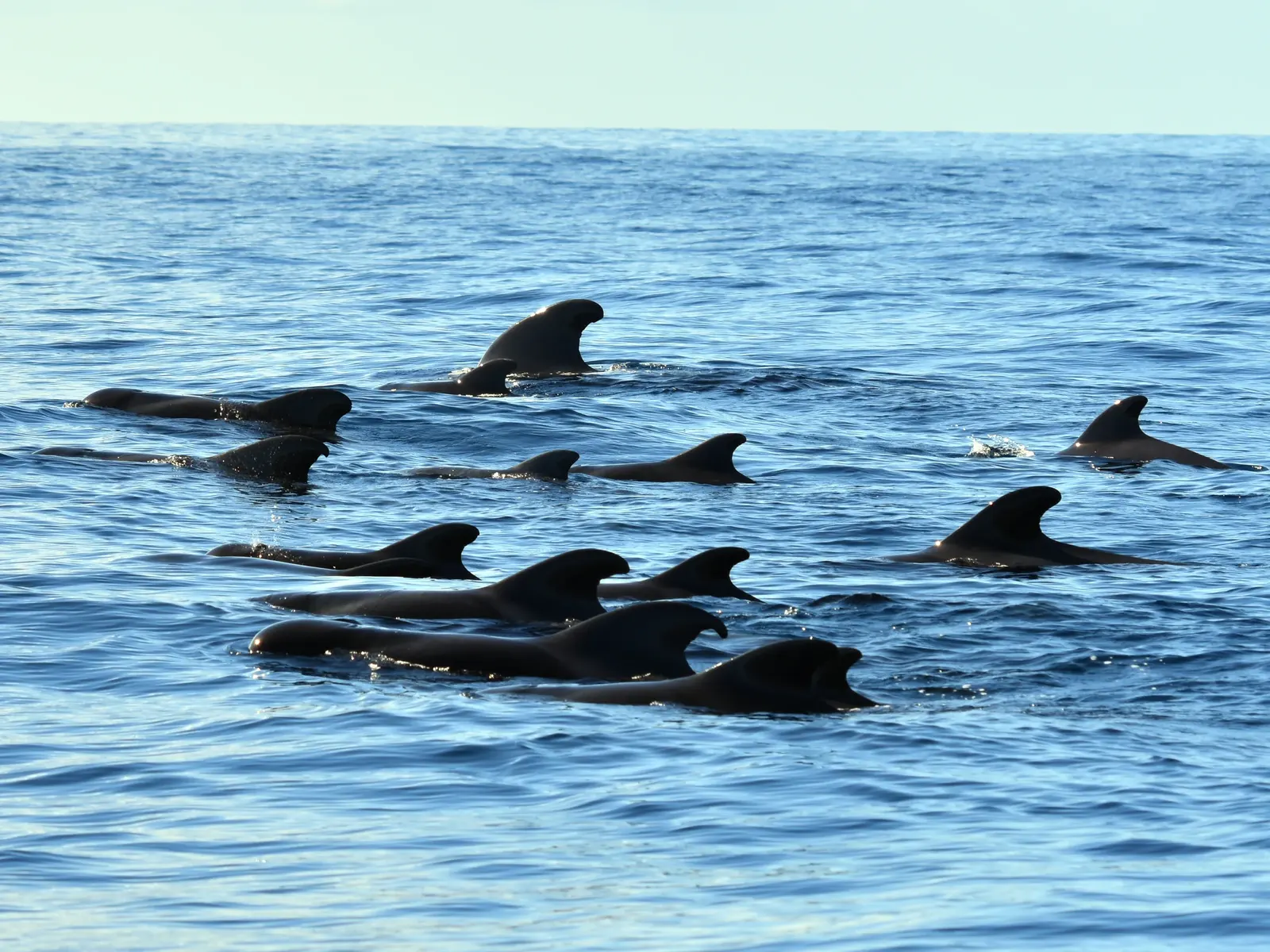 Planificando tu Viaje de Observación de Ballenas en Tenerife: Recomendaciones y Consejos Prácticos