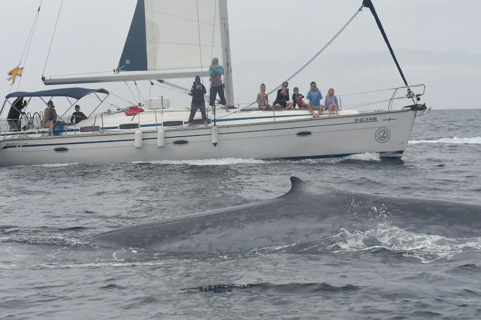 Guía Detallada para Disfrutar al Máximo tu Aventura de Observación de Ballenas
