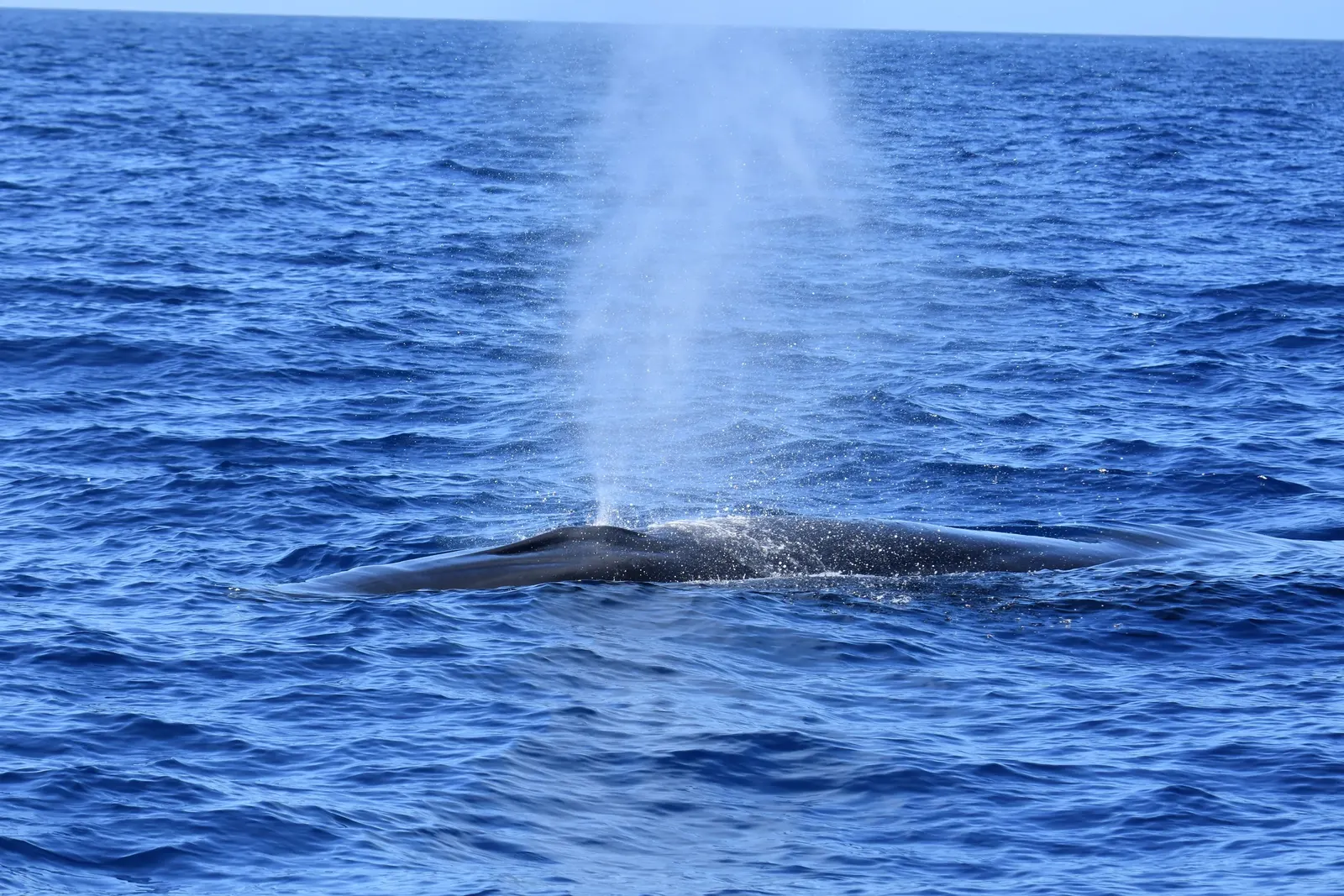 The 5 largest marine species in Tenerife
