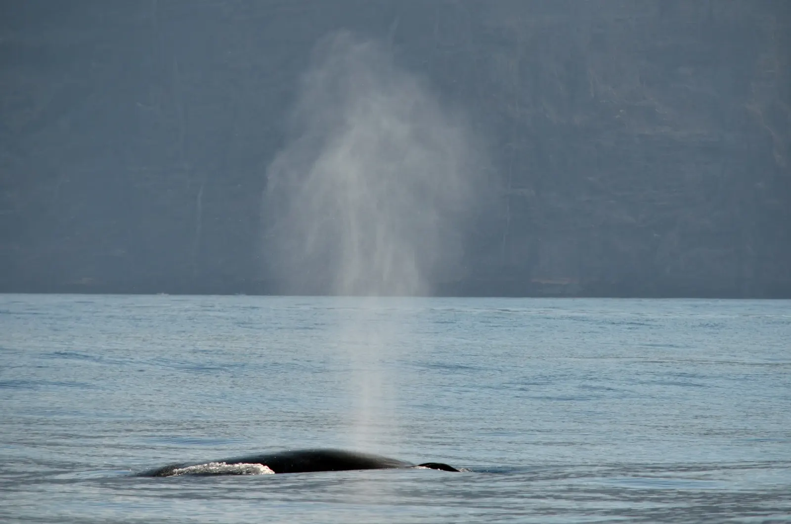 Best Times and Places for Whale Watching in Tenerife