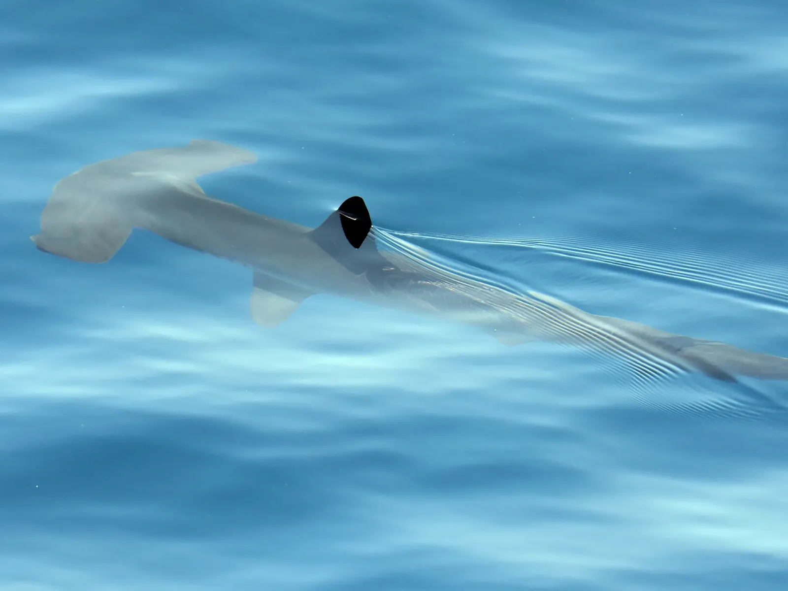 ¿Qué tipos de tiburones viven en el océano Atlántico alrededor de las Islas Canarias?