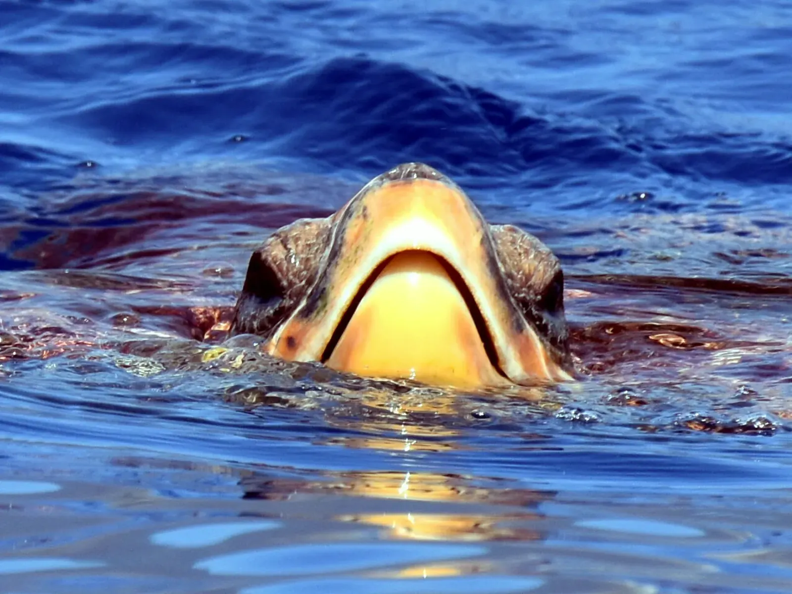 Tortugas en las Islas Canarias