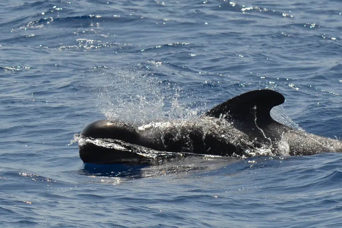 Globicéphale tropical émergeant dans les eaux de la Bande Marine Teno-Rasca