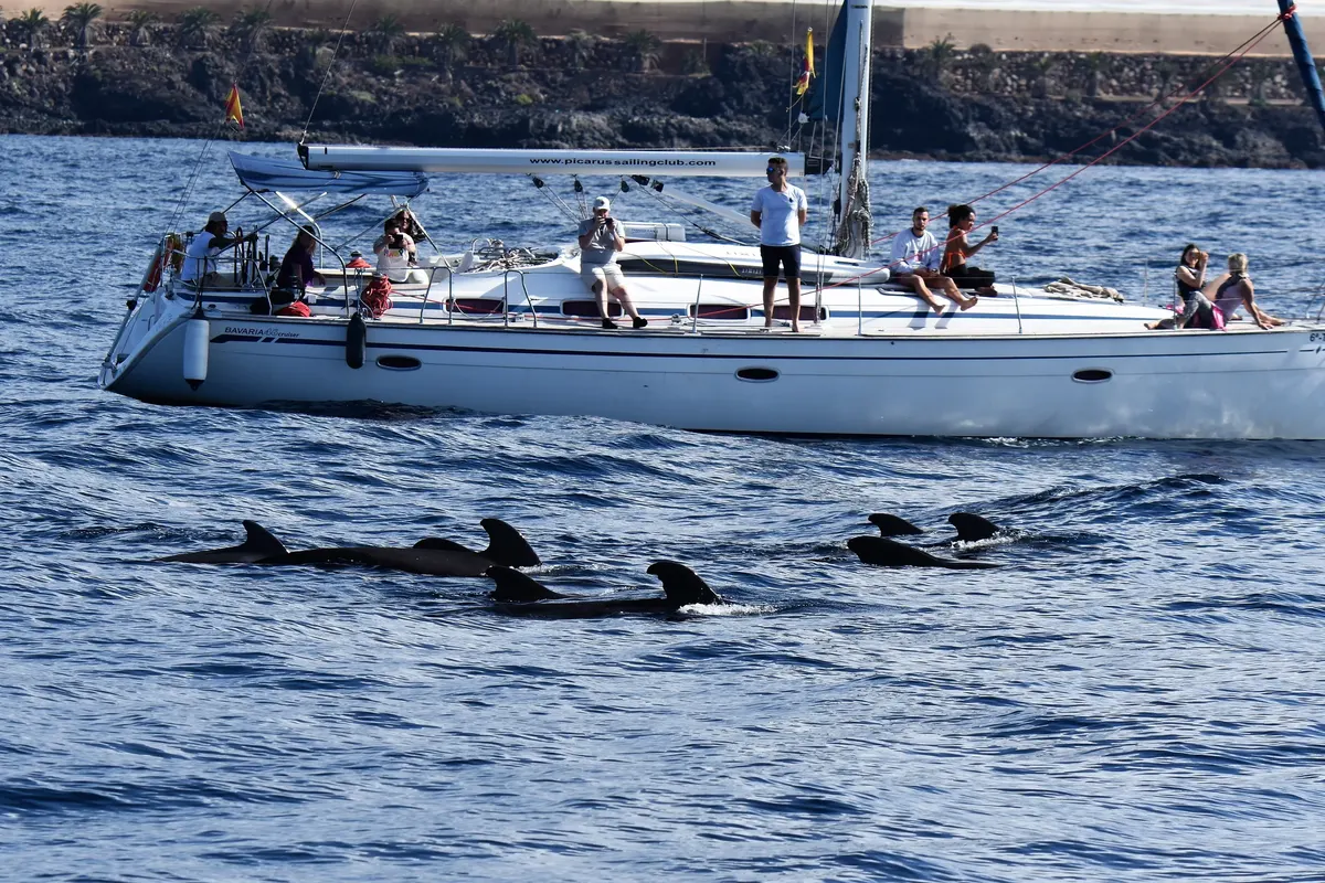 Voilier de Picarus naviguant près d’un groupe de globicéphales tropicaux au large de Tenerife