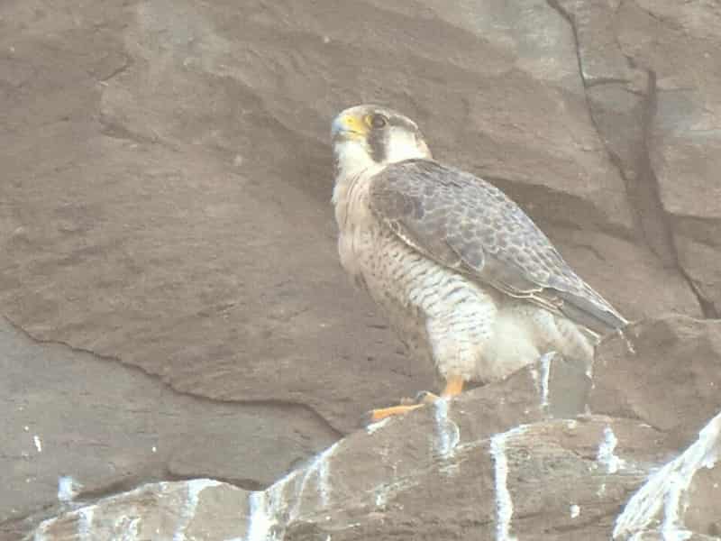 Aves junto al acantilado de Los Gigantes