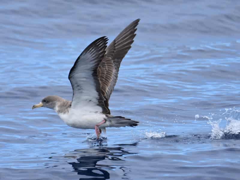 Avistamiento de aves marinas