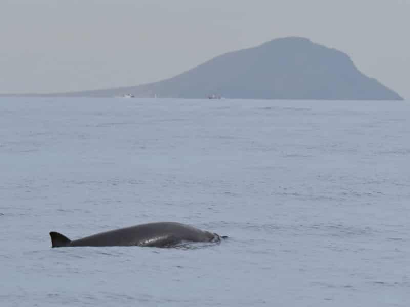 Whale watching in Tenerife