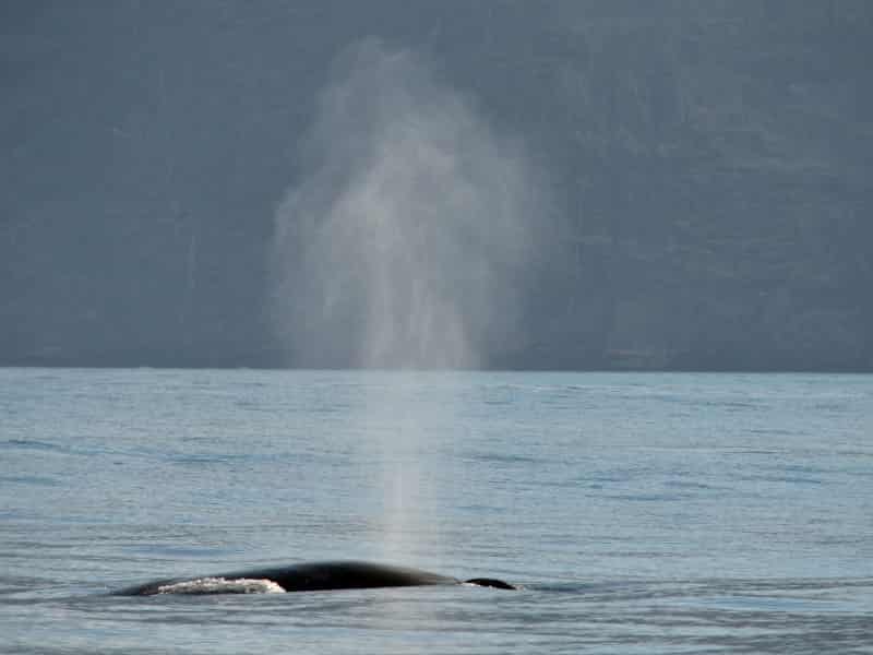 Whale watching