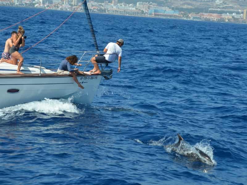 Dolphin watching