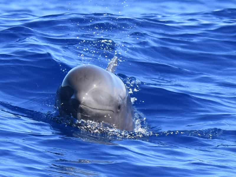 Dolphin watching in Tenerife