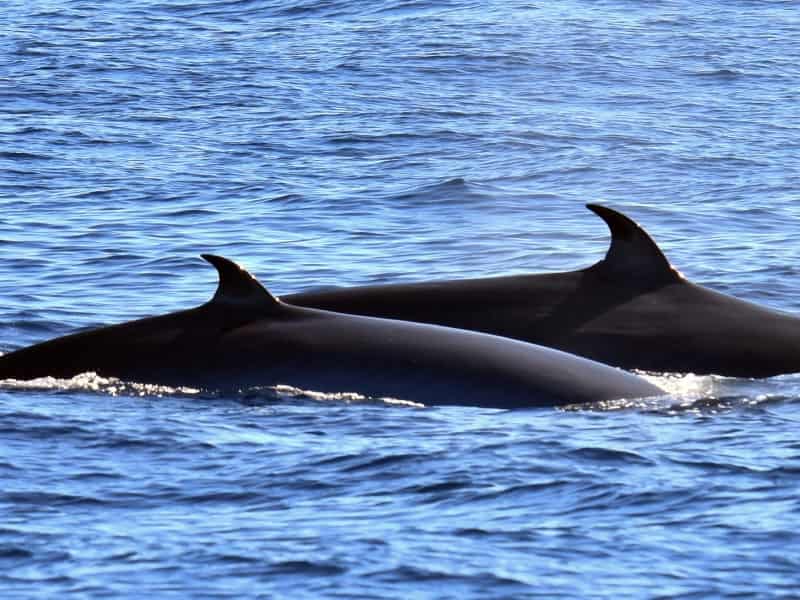 Ballenas adultas junto a los acantilados de Los Gigantes