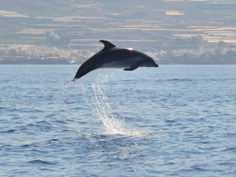 Delfines frente al acantilado de Los Gigantes