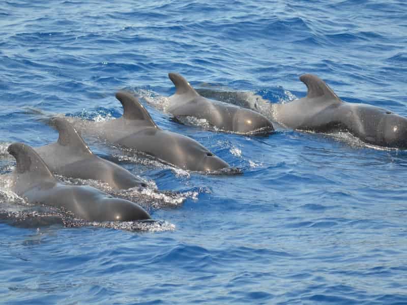 Adult dolphins by the Los Gigantes cliffs