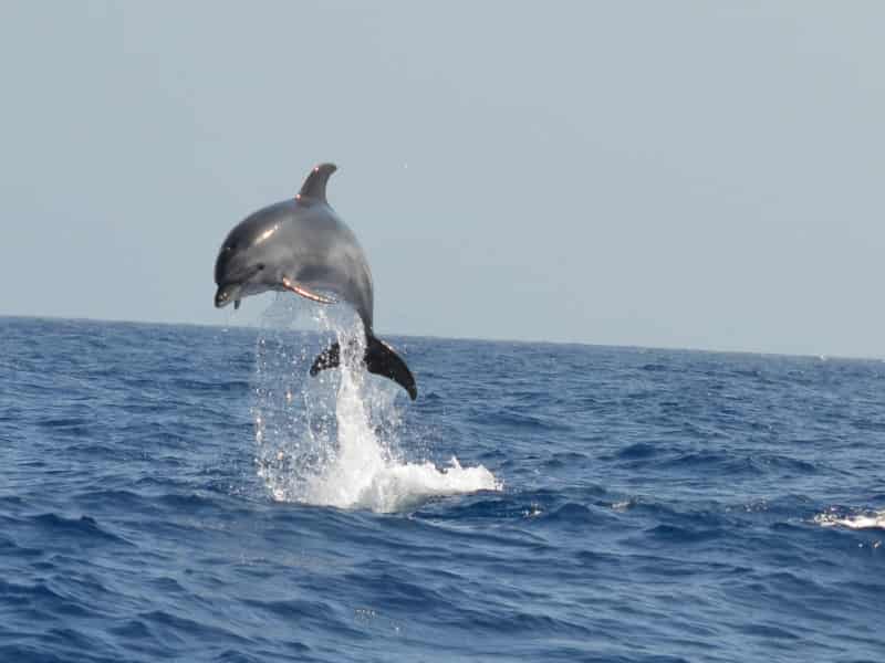 Dolphins in Tenerife