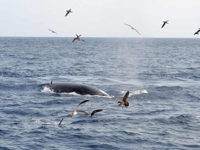 Ballena emergiendo rodeada de aves marinas en aguas de Tenerife
