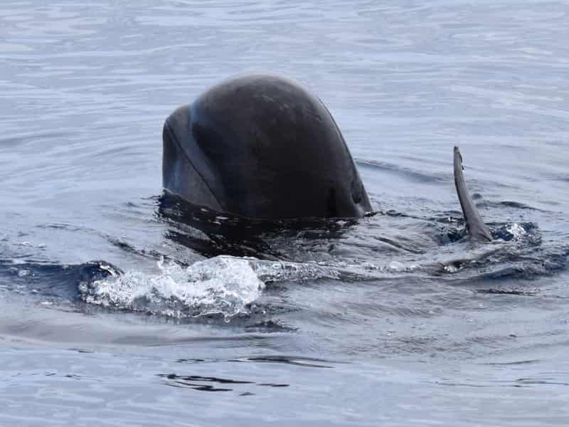Whale watching in Tenerife