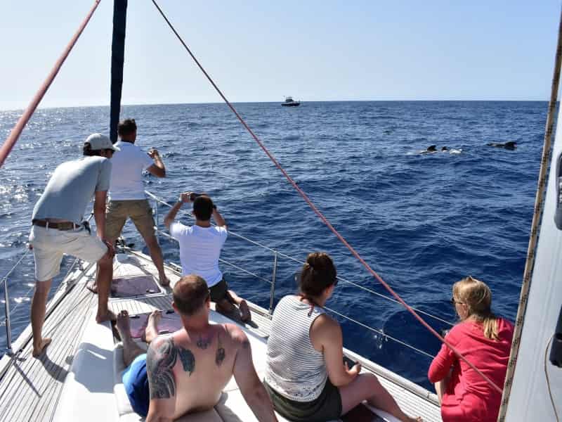 Observation de dauphins en mer