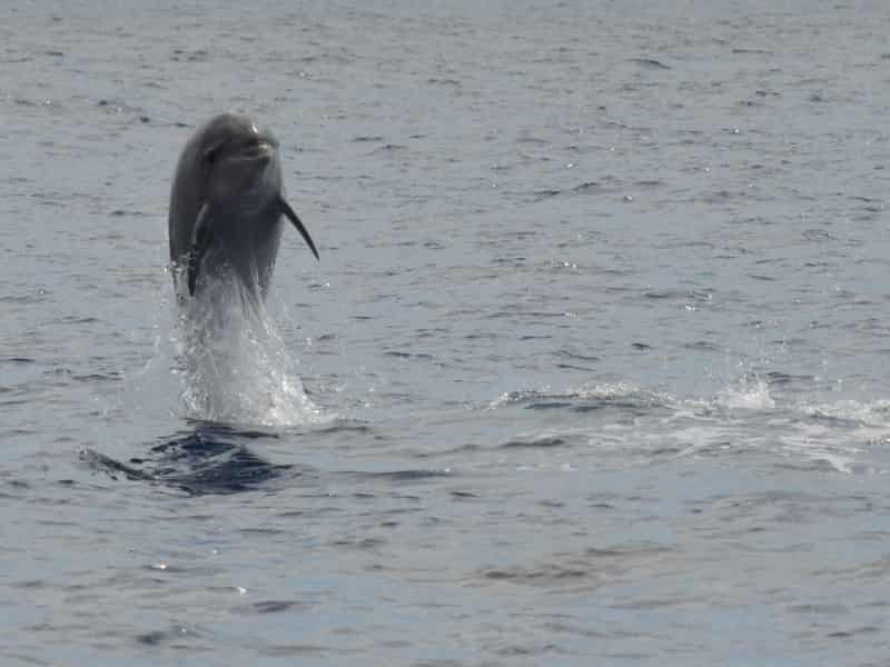 Dolphin watching in Tenerife