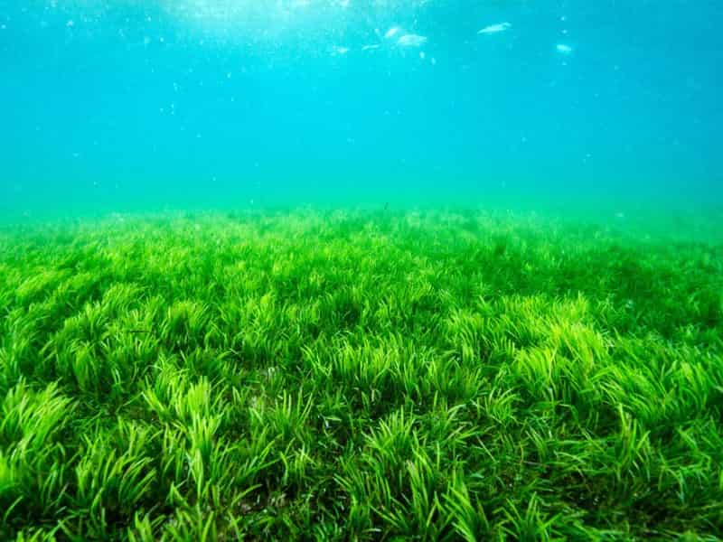 La importancia del plancton en el océano