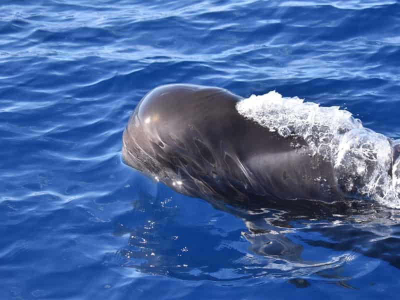 Whale route in Tenerife