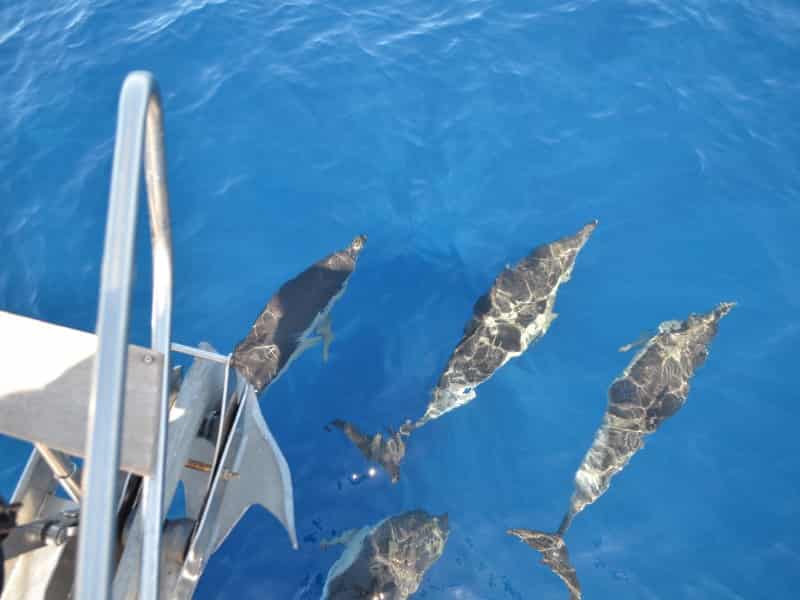 Ruta de delfines en Tenerife