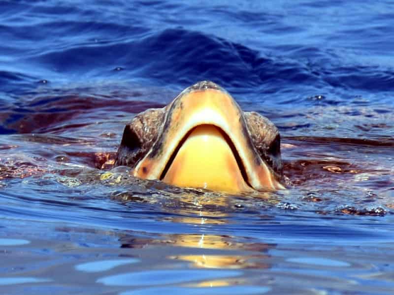 Tortues marines à LOS GIGANTES