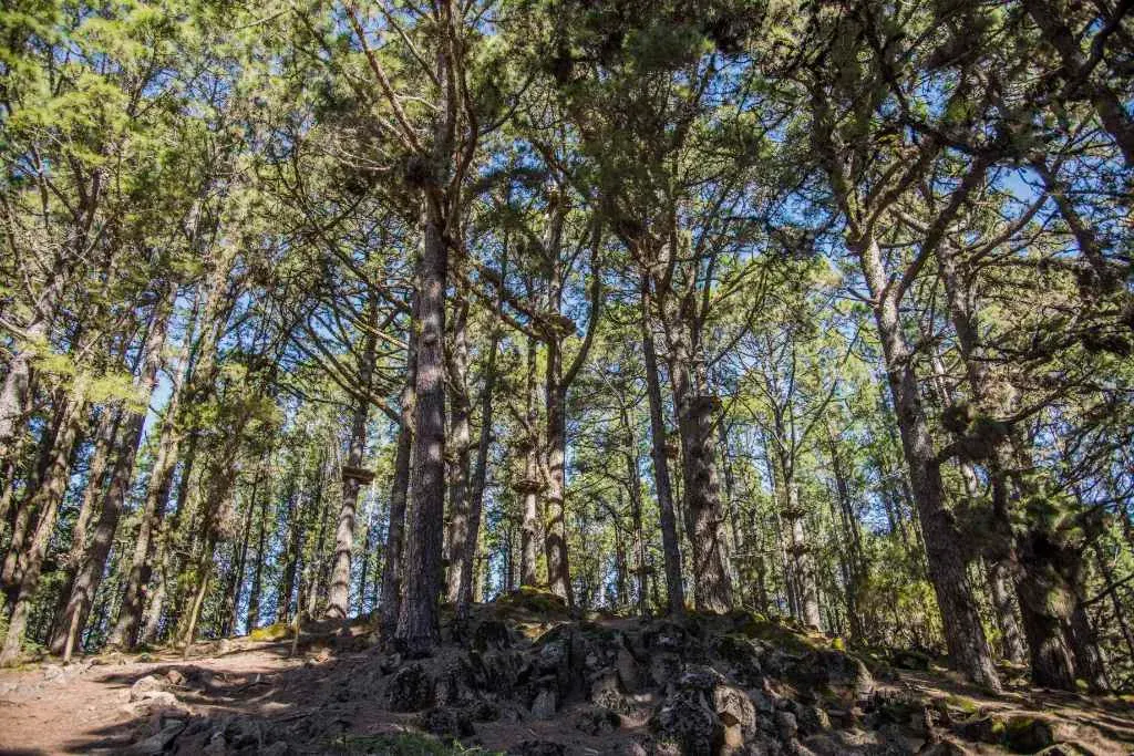 Pinède canarienne de Las Lagunetas avec les plateformes en hauteur de Forestal Park Tenerife