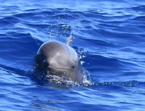 ¿Cómo de inteligentes son los delfines?