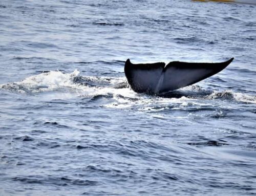 Planning Your Whale Watching Trip in Tenerife: Recommendations and Practical Tips