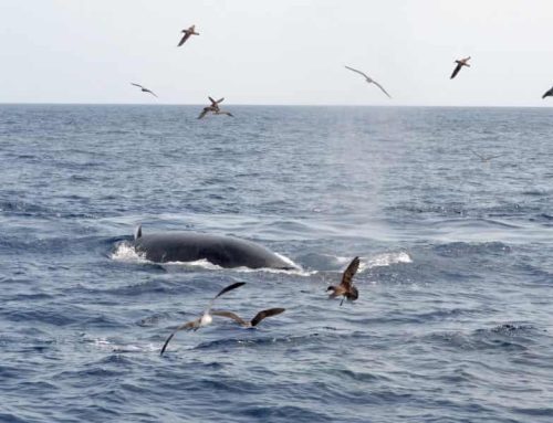 Fauna de las Islas Canarias