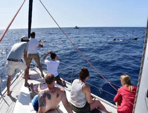 See Cetaceans in the South of Tenerife