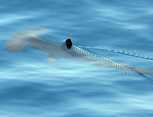 ¿Qué tipos de tiburones viven en el océano Atlántico alrededor de las Islas Canarias?