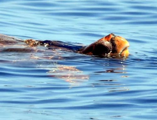 Tortugas en las Islas Canarias